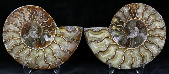 Polished Ammonite Pair - Million Years #22232